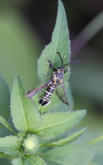 Nokona pilamicola