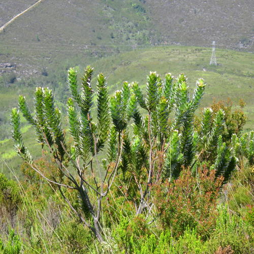 Mimetes splendidus, photograph 5