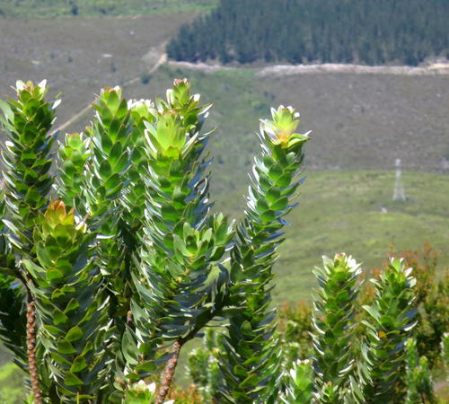 Mimetes splendidus, photograph 2