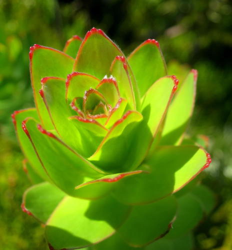 Mimetes splendidus, photograph 3