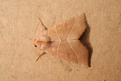 Atethmia algirica