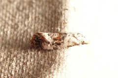 Neocochylis hybridella