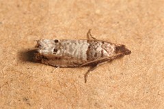 Notocelia incarnatana