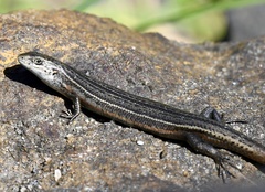 Pseudemoia pagenstecheri