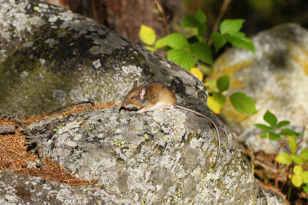 Alpine Field Mouse