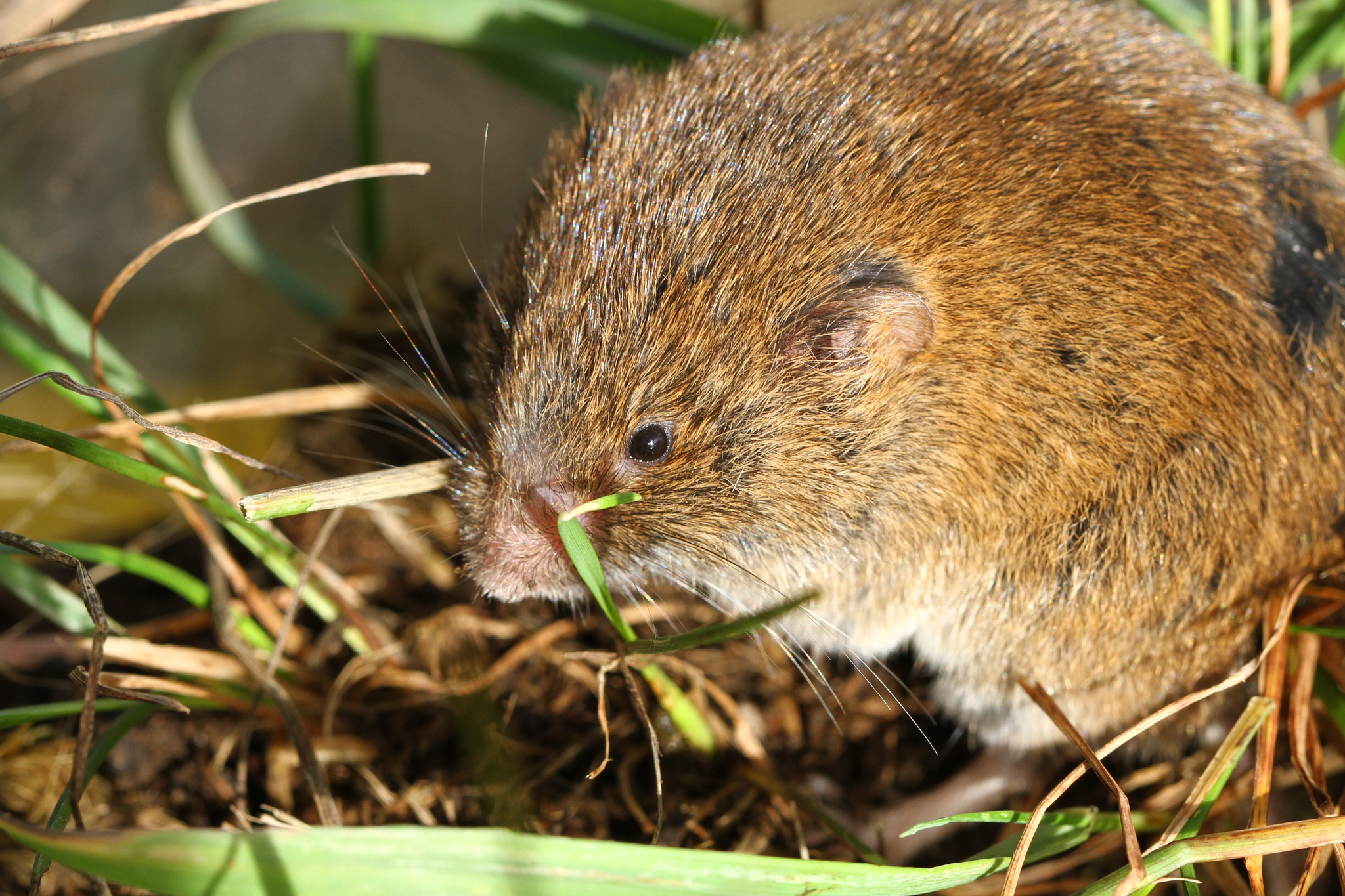 Alpine Pine Vole photo 2