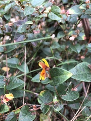 Platylobium reflexum