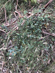 Platylobium reflexum