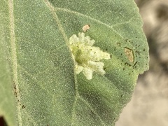 Calycomyza platyptera
