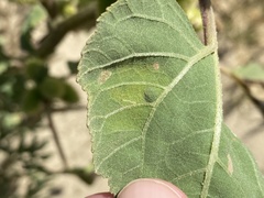 Calycomyza platyptera
