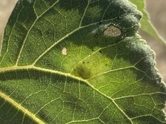 Calycomyza platyptera