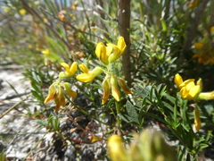 Rhynchosia ferulifolia