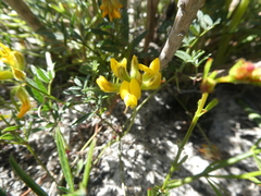 Rhynchosia ferulifolia