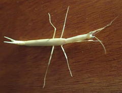 Episcopomantis chalybea
