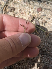 Bulbostylis capillaris