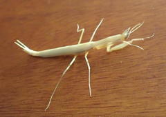 Episcopomantis chalybea
