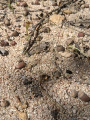 Bulbostylis capillaris