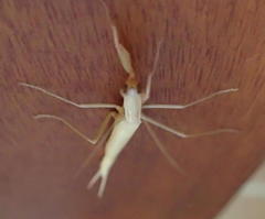 Episcopomantis chalybea