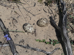 Burhinus capensis