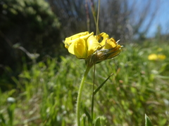 Lotononis involucrata