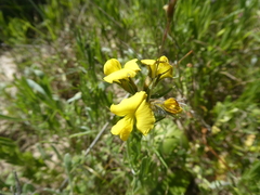 Lotononis involucrata
