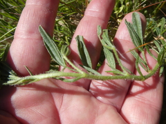 Lotononis involucrata