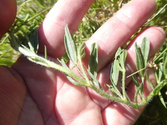 Lotononis involucrata