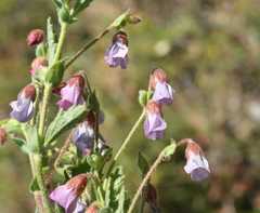 Hermannia verdoorniae