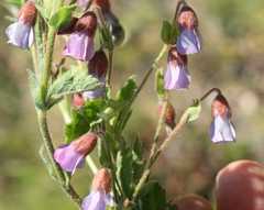 Hermannia verdoorniae