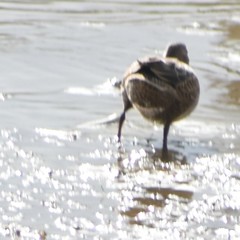 Spatula cyanoptera