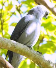 Coracina caesia caesia