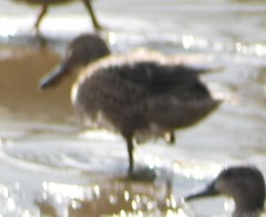 Spatula cyanoptera