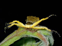 Phrynarachne ceylonica