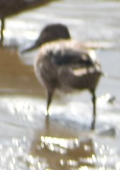 Spatula cyanoptera