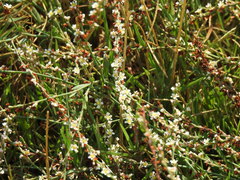 Polygonum equisetiforme