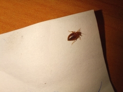 Cimex lectularius