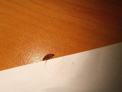 Cimex lectularius