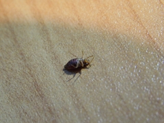 Cimex lectularius