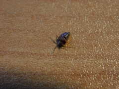 Cimex lectularius