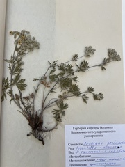 Potentilla inclinata