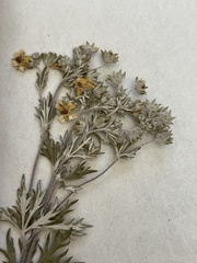 Potentilla inclinata