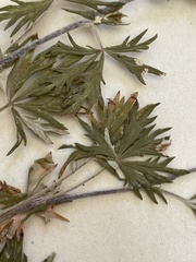 Potentilla inclinata