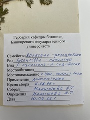 Potentilla inclinata