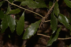 Polyosma cunninghamii