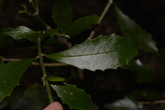 Polyosma cunninghamii