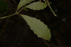 Polyosma cunninghamii