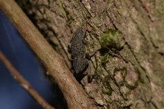 Poropterus ellipticus