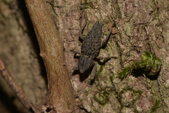 Poropterus ellipticus