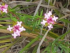 Pimelea rosea