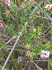 Pimelea rosea
